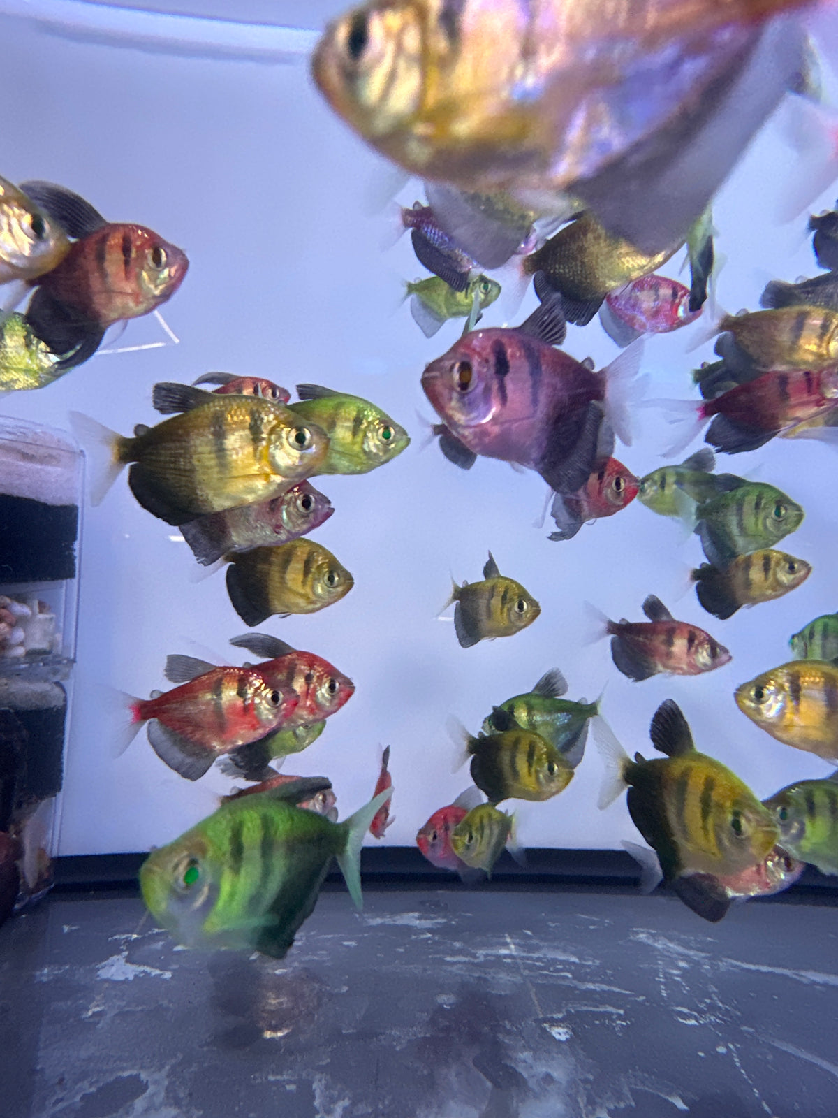 Tri-Color Black Widow Tetra