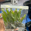 Java fern plants in pack