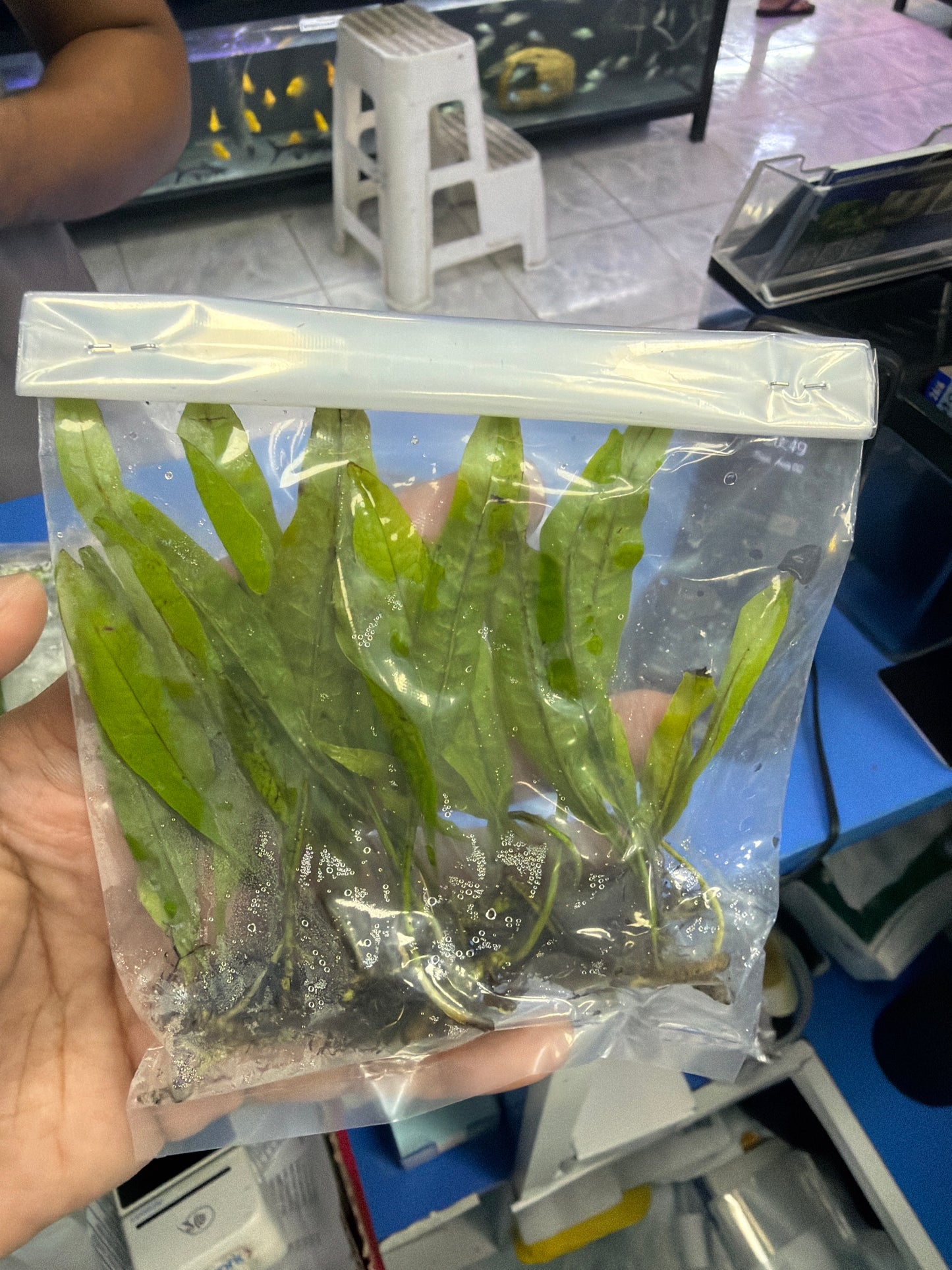 Java fern plants in pack