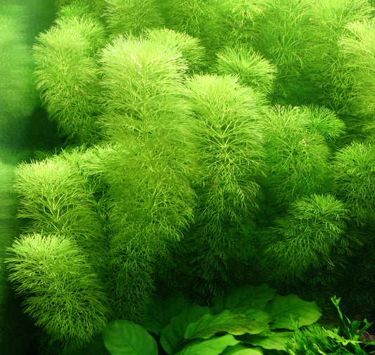 LIMNOPHILA SESSILIFLORA