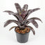 Aechmea chantinii Plant (Terrarium)