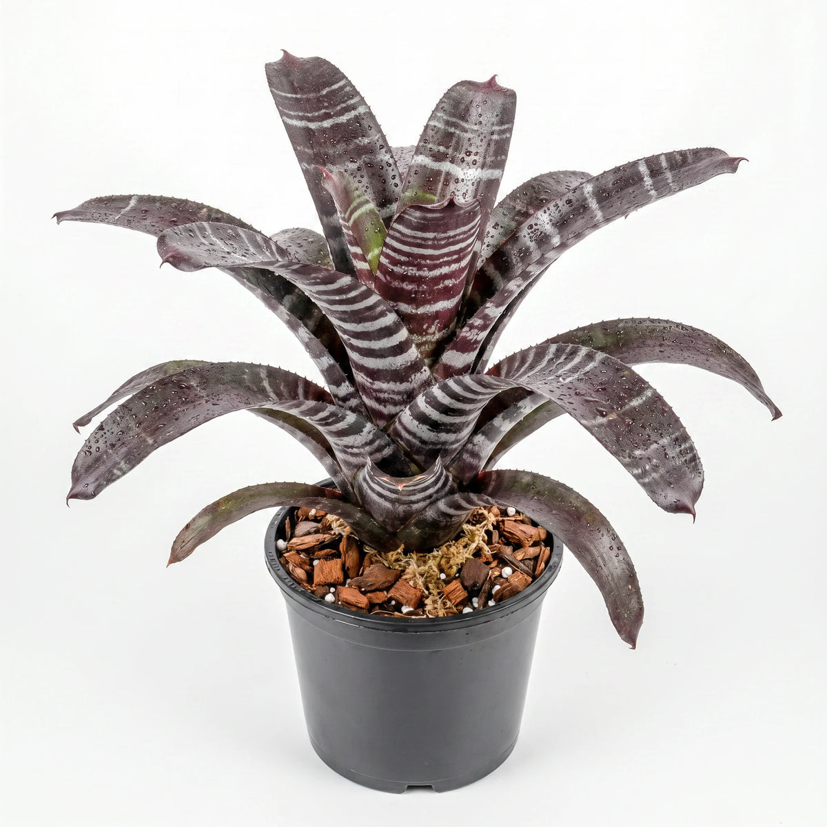 Aechmea chantinii Plant (Terrarium)