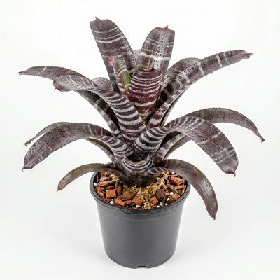 Aechmea chantinii Plant (Terrarium)
