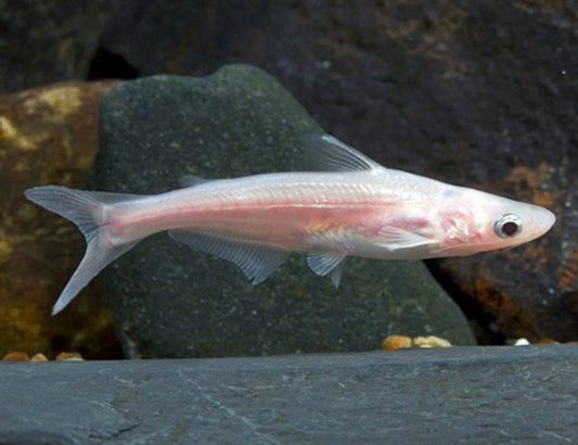 ALBINO PENGASIUS SHARK