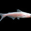 Albino Pengasius Shark 3PCS Combo Deal