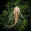 Albino Red Eye Bristlenose Pleco