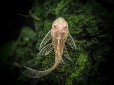 Albino Red Eye Bristlenose Pleco