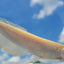 ALBINO AROWANA 18cm-20cm