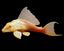 Golden Sucker Fish