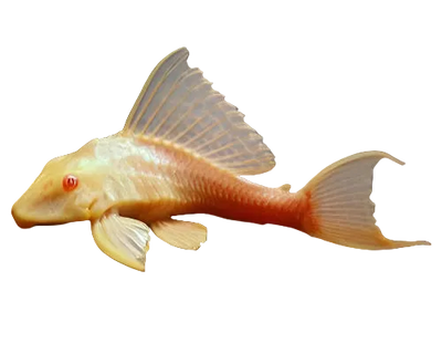 Golden Sucker Fish