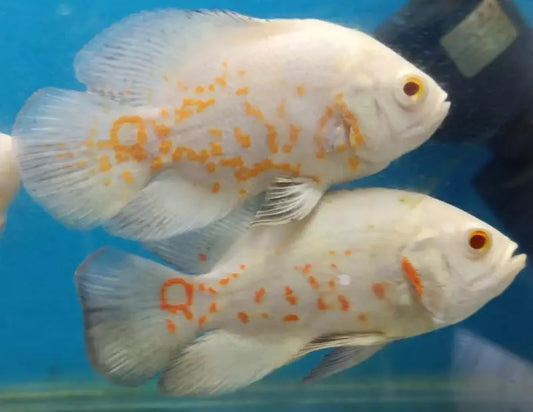 ALBINO OSCAR FISH