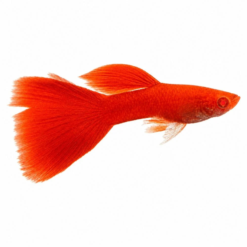Albino Red Guppy Male 4PCS Combo Deal