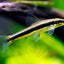 SIAMESE ALGAE EATER 4cm