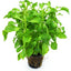 نبات Alternanthera Bettzickiana ذو الوعاء الأخضر