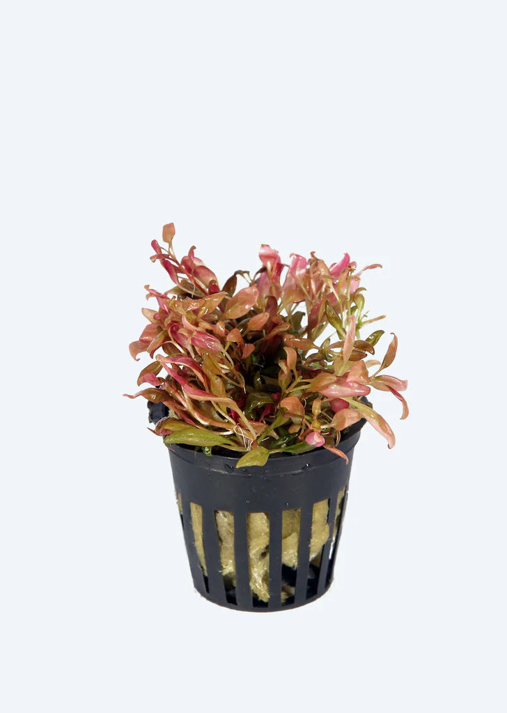 Alternanthera reineckii 'mini'