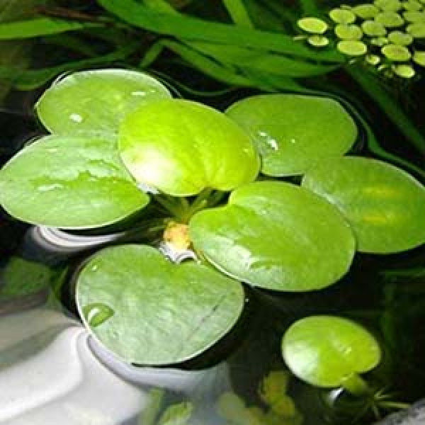 Frogbit Floating Plants