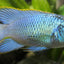 ELECTRIC BLUE ACARA FISH 8CM
