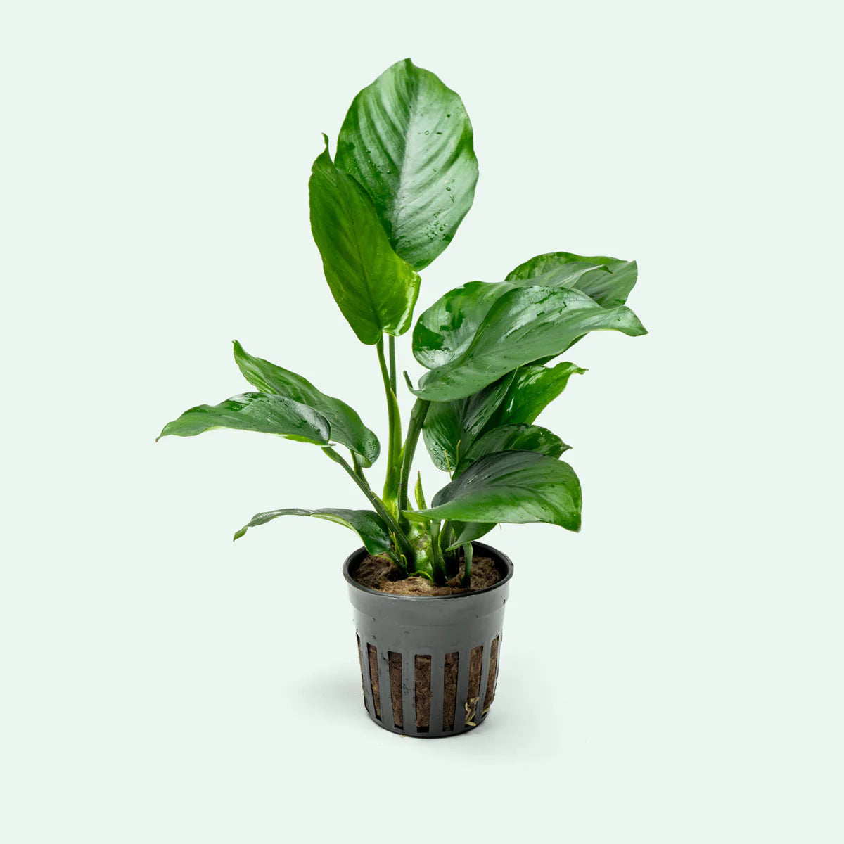 Anubias barteri XL