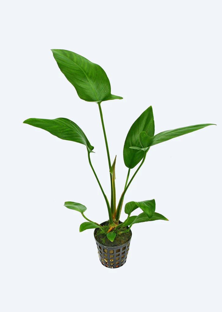 Anubias Pot Plant