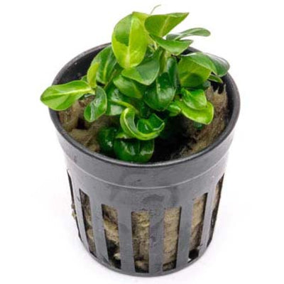 Anubias Barteri  Gold Pot Plant