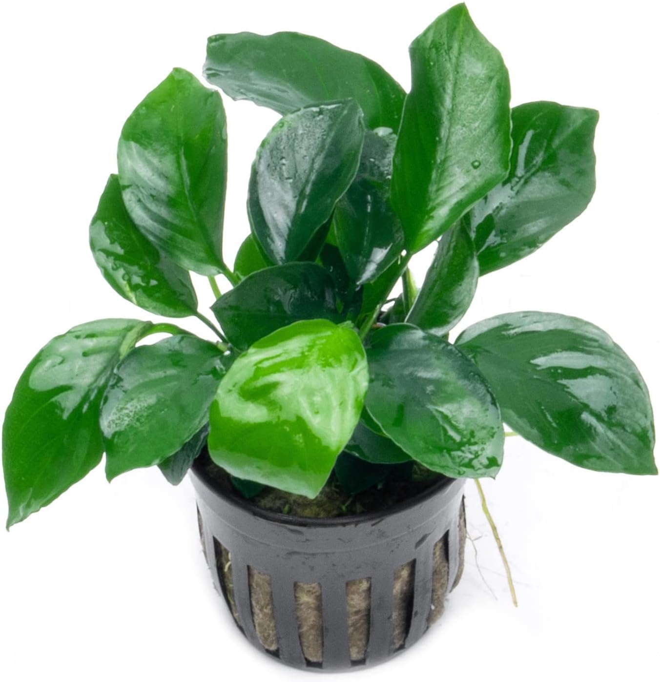 Anubias Pot Plant