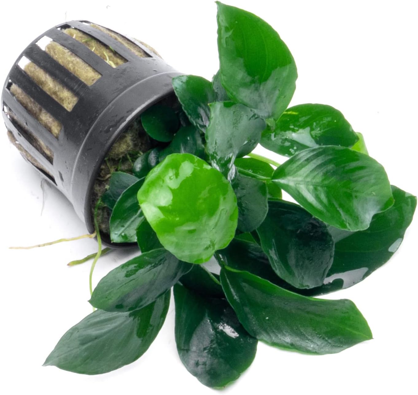 Anubias Pot Plant