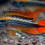 Apistogramma Fish