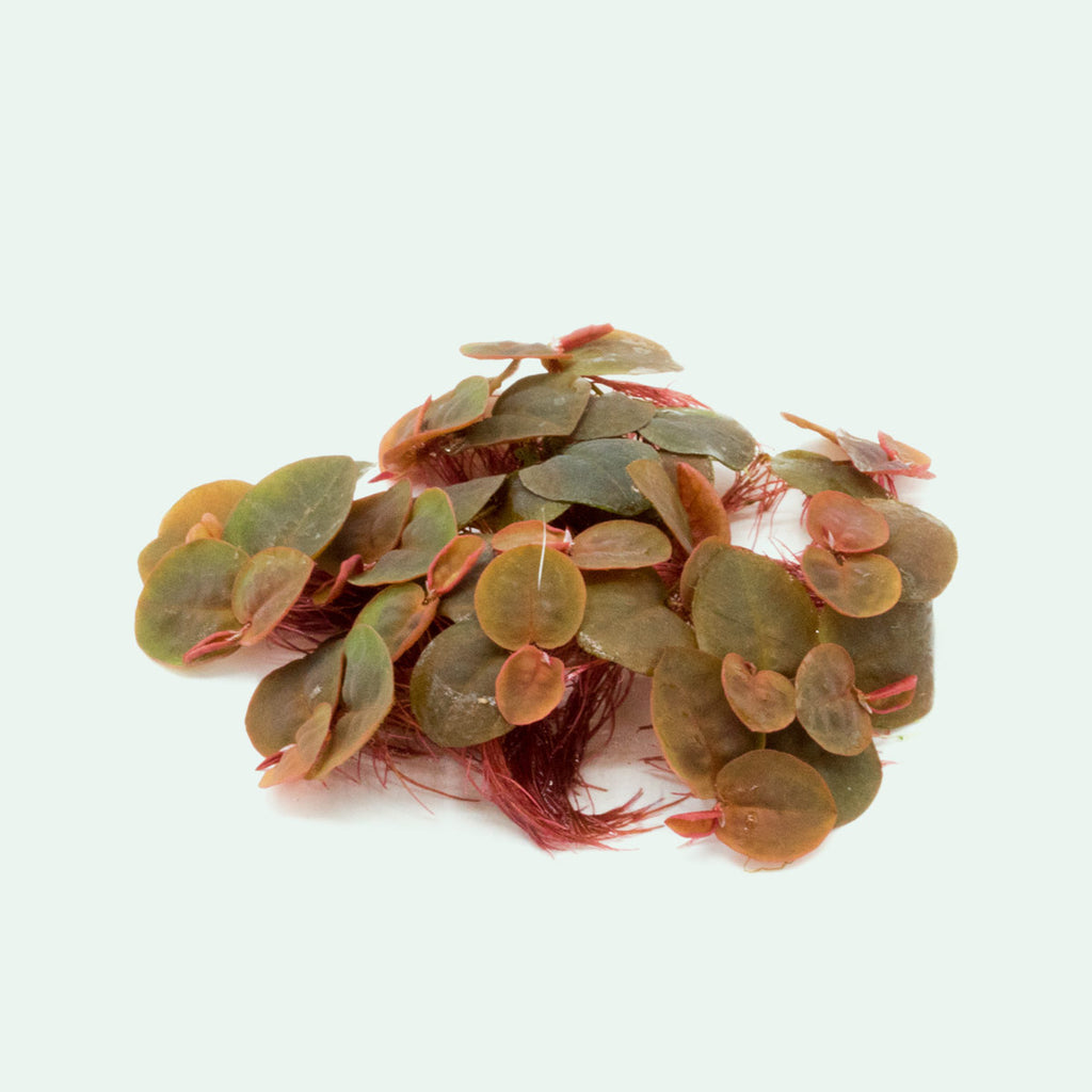 PHYLLANTHUS FLUITANS RED FLOATING PLANT