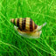 ASSASIN SNAIL