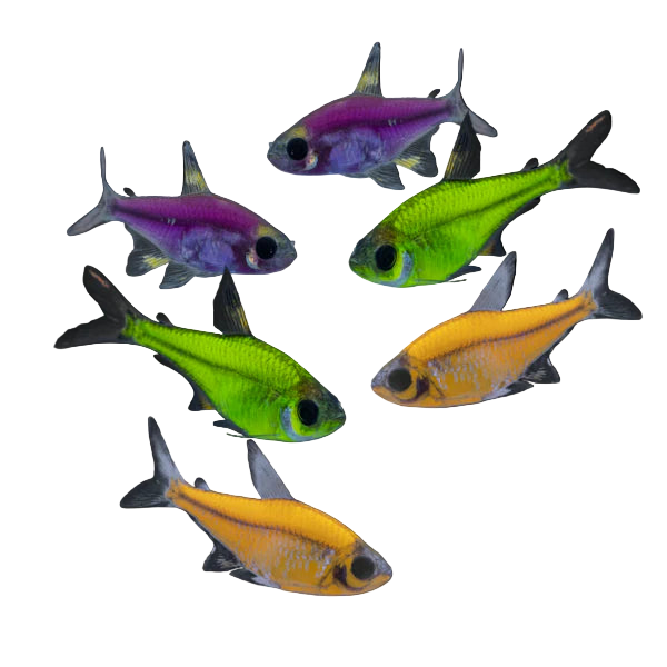 Glowing Pristella Tetra