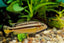 Malawi Cichlid Mix 7-8cm