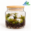 White Stone Oasis – Natural Moss Jar Terrarium with Wooden Lid
