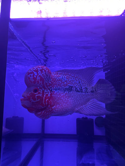 Red Head Flower Horn