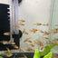 Serpae Tetra 5PCS Combo Deal