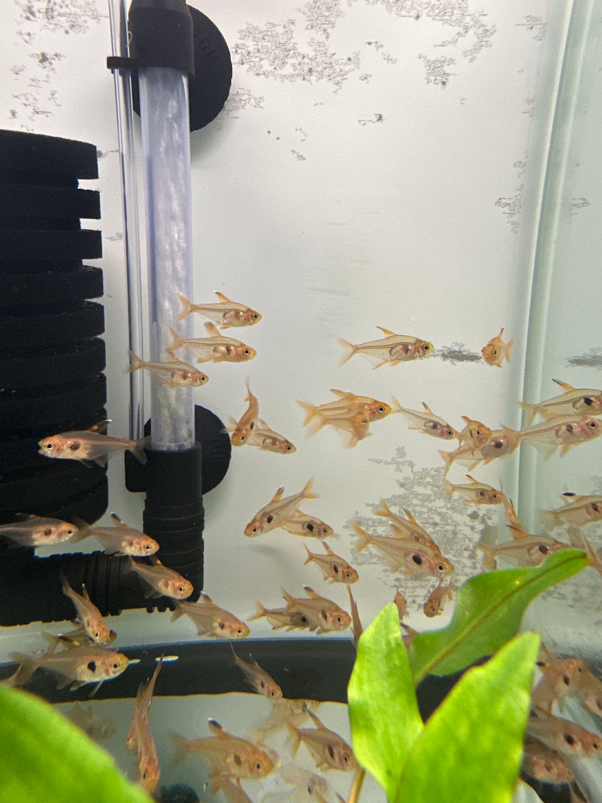 Serpae Tetra 5PCS Combo Deal