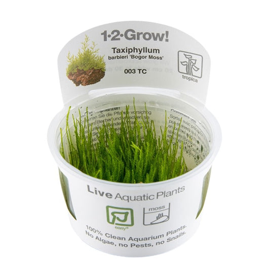 TROPICA TAXIPHYLLUM BARBEIRI 'bogor moss'