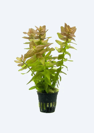 Bacopa caroliniana yellow flame