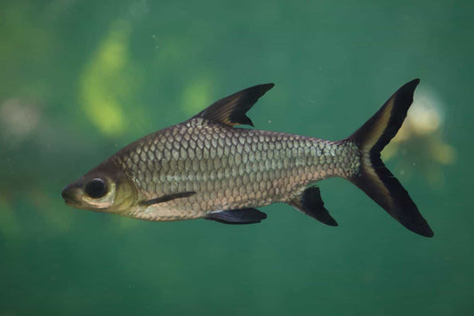 SILVER BALA SHARK