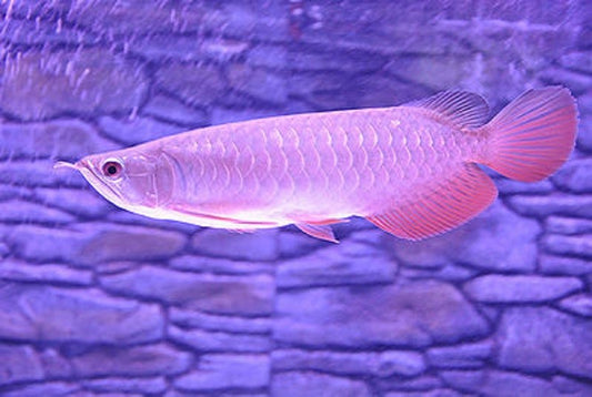 BANJER RED AROWANA 12-14cm