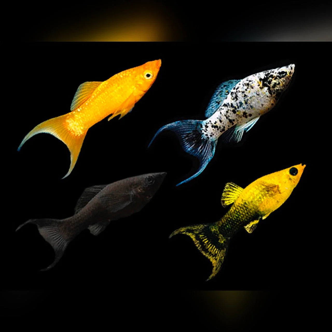 Lyretail Molly 4PCS Combo Deal