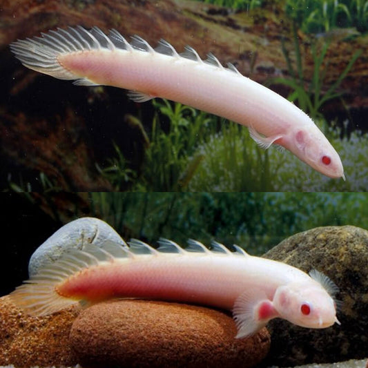 ALBINO BITCHER 10-13cm