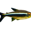 Black Neon Tetra 6PCS Combo Deal