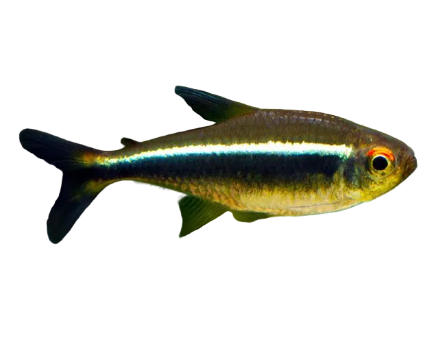 Black Neon Tetra 6PCS Combo Deal
