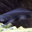 BLACK GHOST KNIFE FISH 5-7cm
