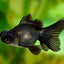 Black Moor 2PCS Combo Deal (Medium)