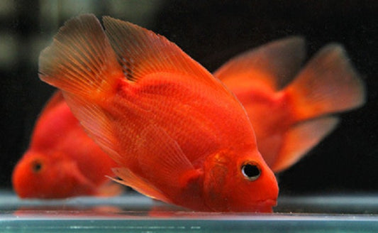 PARROT FISH