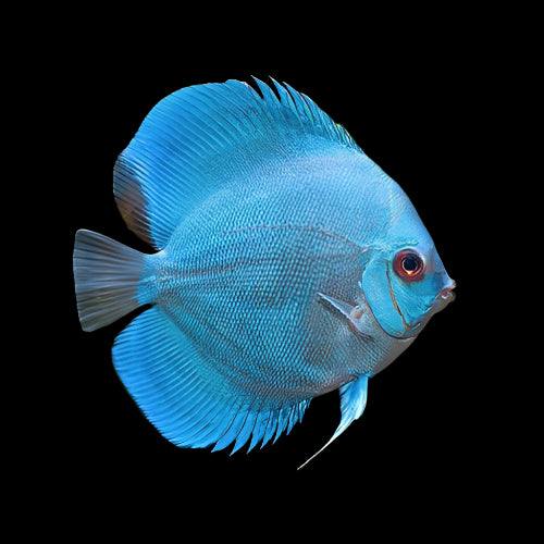 Blue Diamond Discus Fish