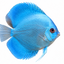 Blue Diamond Discus Fish
