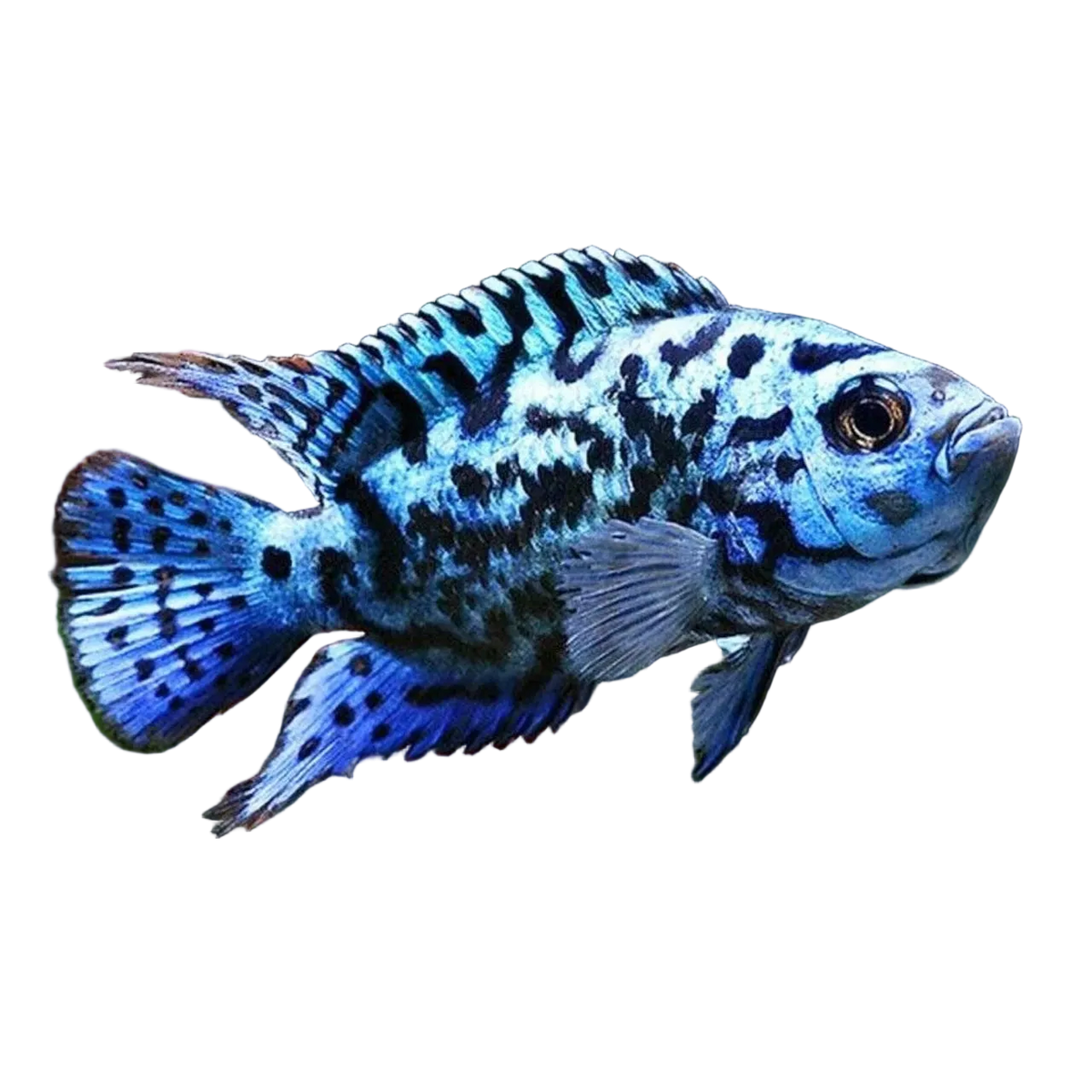 Electric Blue Jack Dempsey