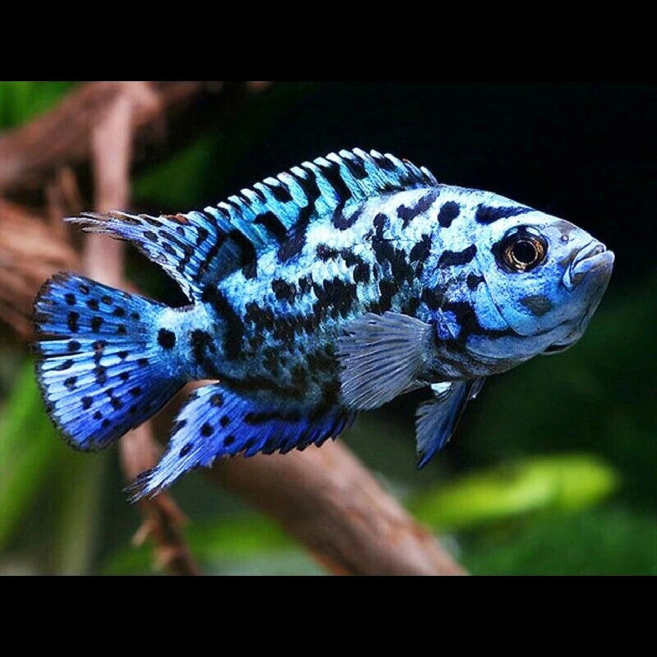 Electric Blue Jack Dempsey